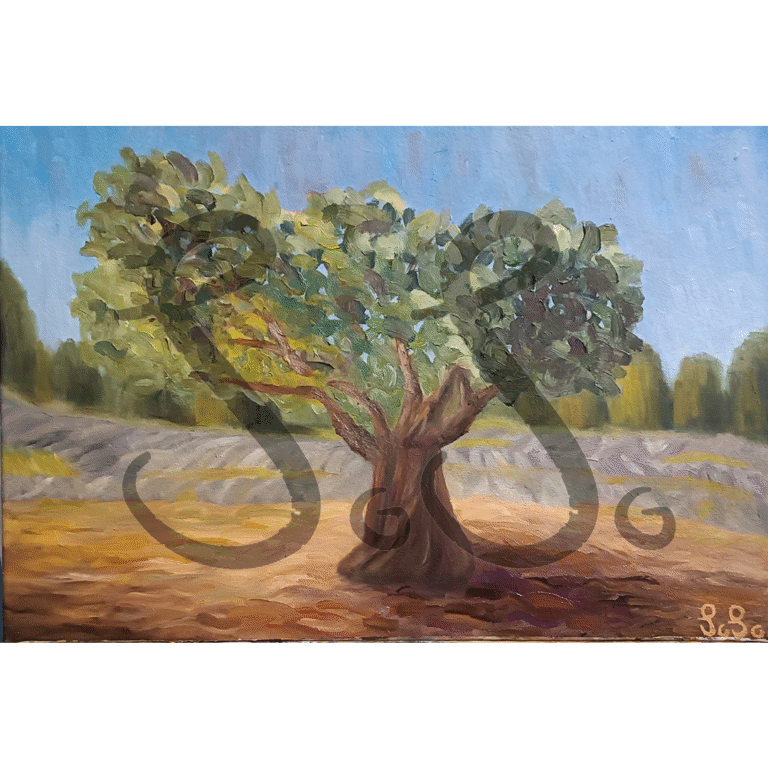 Olive tree – oil painting on canvas 35cm x 45cm